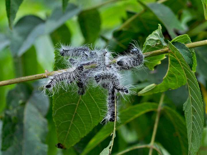 Walnut Caterpillar Moth Caterpillar