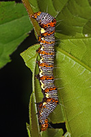 8-spotted Forester Moth Caterpillar