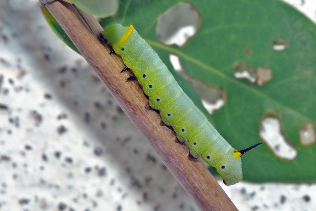 Snowberry Clearwing Moth Caterpillar