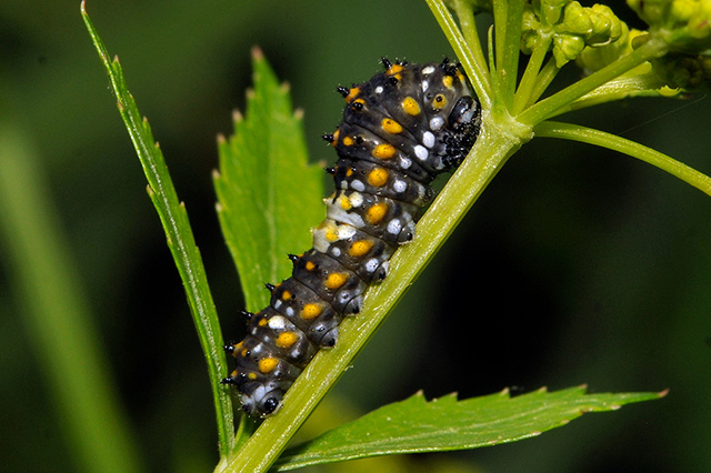 Black Swallowtail Caterpillar, Early Instar