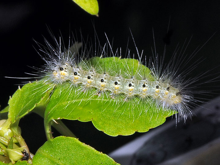 Walnut Caterpillar Moth Caterpillar