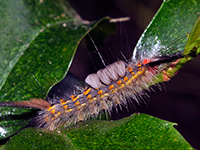 Fir Tussock Moth