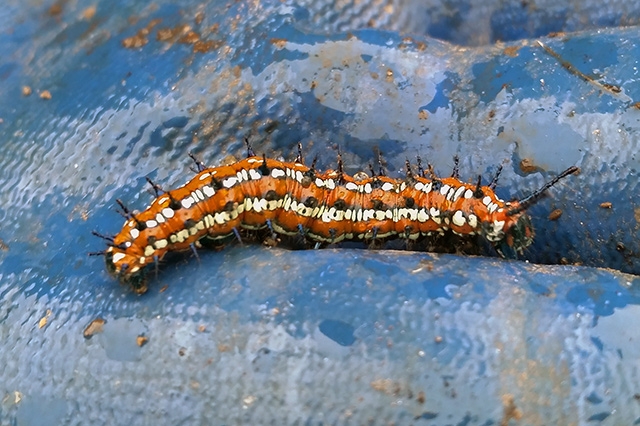 Great Spangled Fritillary Caterpillar, First Instar