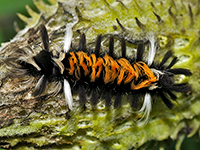 Milkweed Tussock Moth Milkweed Tussock Moth
