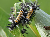Milkweed Tussock Moth Milkweed Tussock Moth