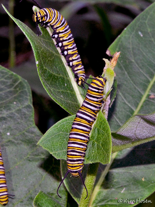 Monarch Butterfly Caterpillar