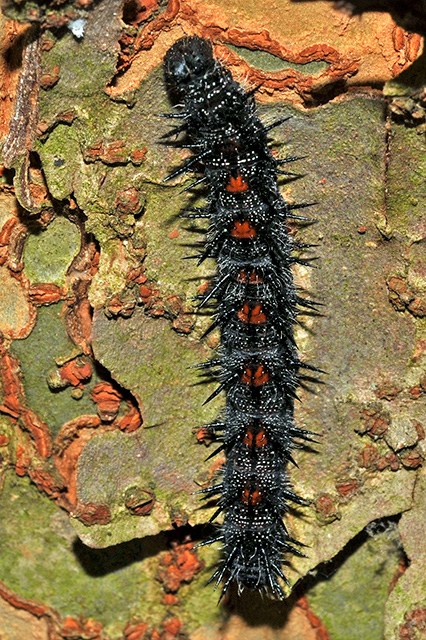 Black Swallowtail Caterpillar, Early Instar