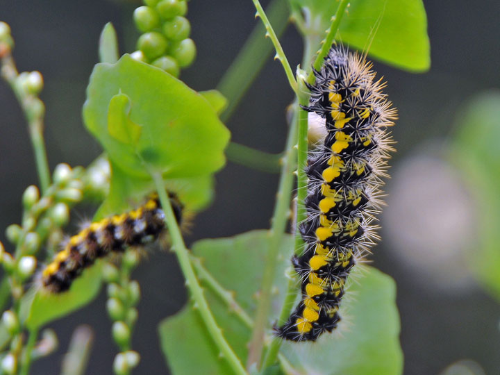 Smartweed Caterpillar