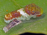 Spicebush Swallowtail Caterpillar