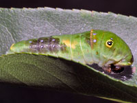 Tiger Swallowtail caterpillar on Oct. 16 2010