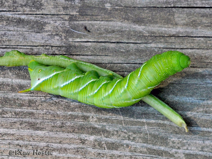 Tobacco Hornworm