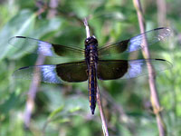 Widow Skimmer Dragonfly at Merrimac Farm Floodplain