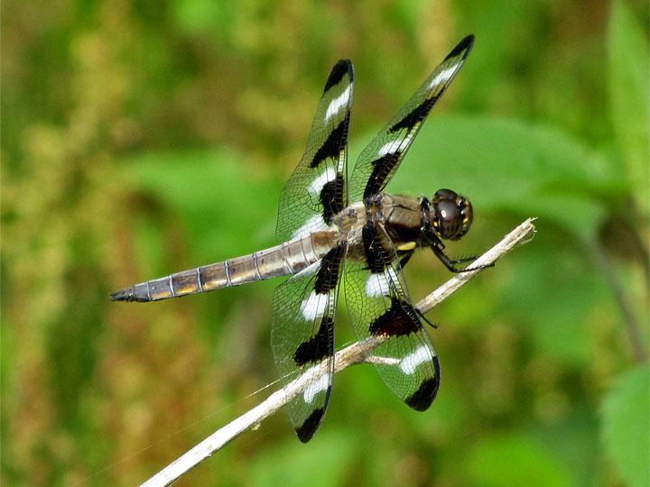 Twelve-spotted Skimmer by Gary Myers