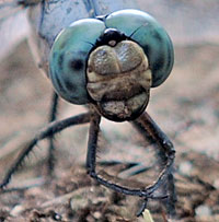 Dragonfly face