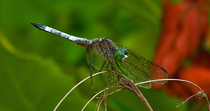 Blue Dasher, adult male