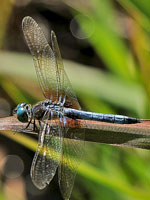 Blue Dasher, adult male