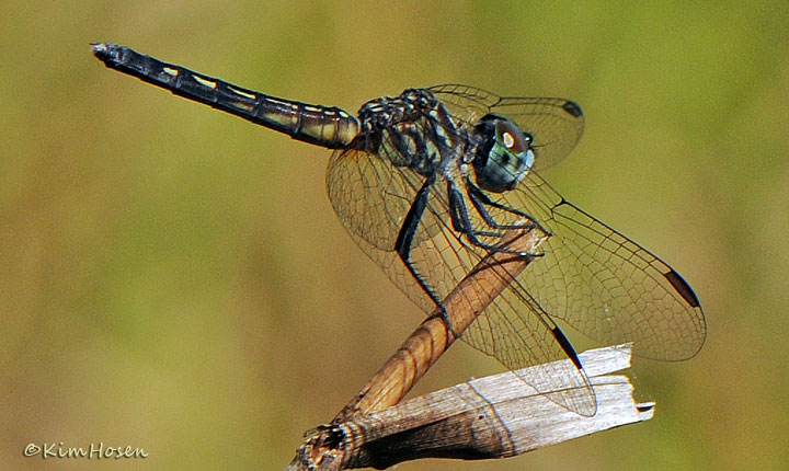 Blue Dasher, adult female