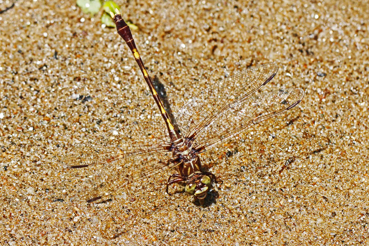 Common Sanddragon