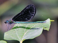 Ebony Jewelwing
