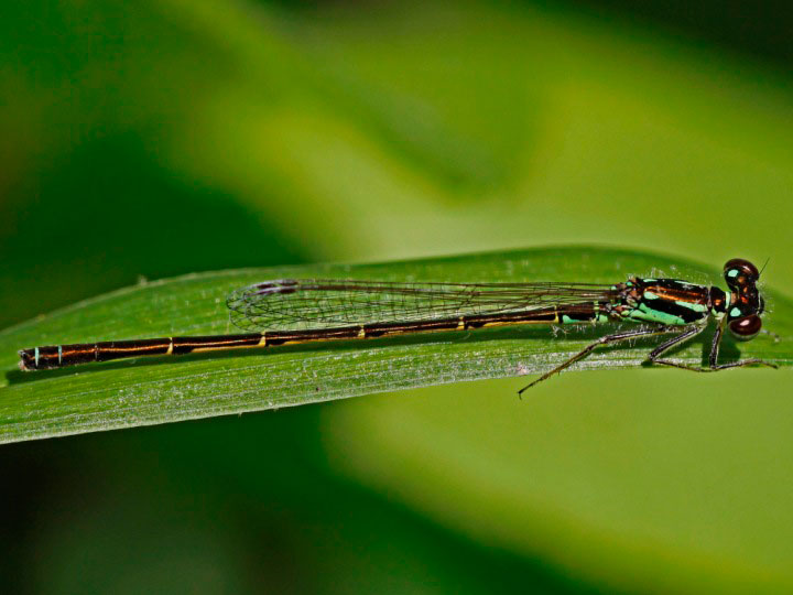 Fragile Forktail