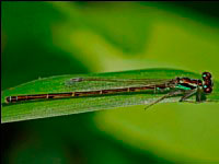 Fragile Forktail