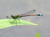 Ramuer's Forktail