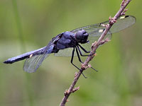 Spangled Skimmer, male