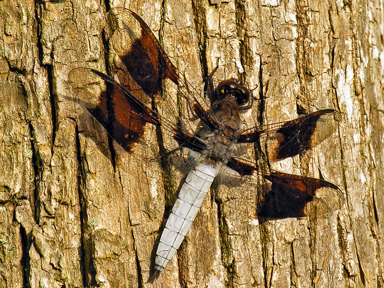 Common Whitetail Dragonfly, Male
