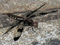 Common Whitetail Dragonfly, Female