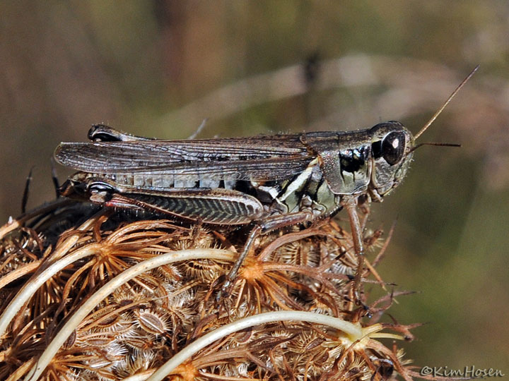 Unidentified Grasshopper