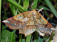 Deep Yellow Euchlaena Moth, Euchlaena amoenaria