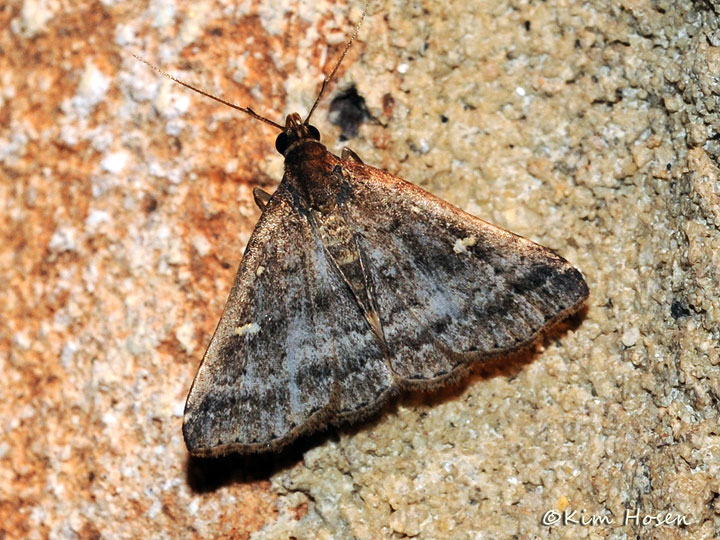 Florida Tetanolita Moth