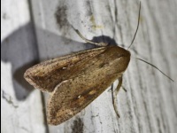 Armyworm Moth or The One-Spot