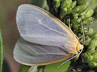 Delicate Cycnia or Dogbane-Tiger Moth