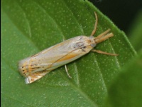 Double-banded Grass Veneer Moth