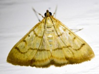 Helvibotys helvialis Moth