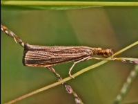 Lesser Vagabond Sod Webworm Moth