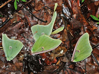 Luna Moth wings