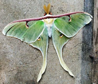 Luna Moth