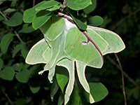 Luna Moth mating