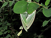 Luna Moth mating