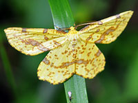 Buttercup Moth