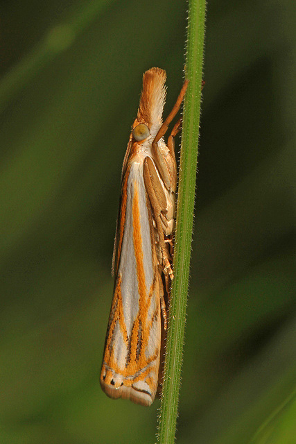 Pasture Grass-veneer Moth