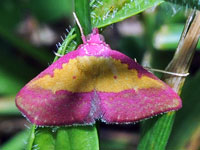 Pink-bordered Yellow Moth