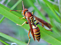 Paper wasp, Polistres Dorsalis