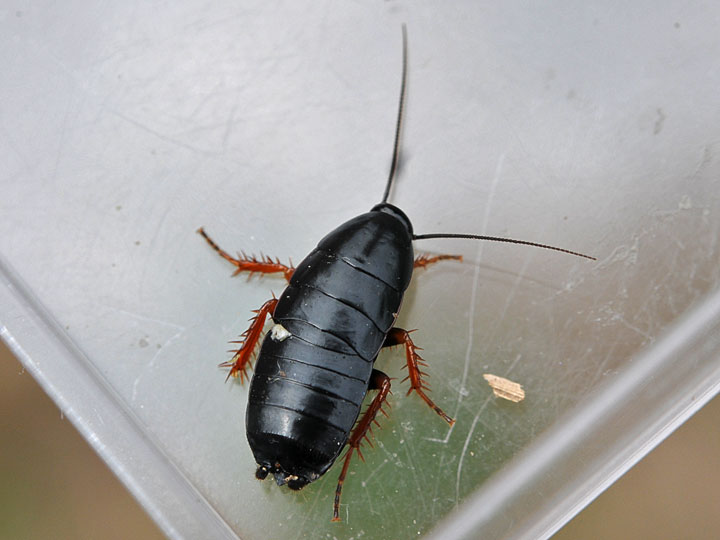 Brown-hooded cockroach