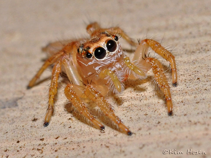 Female Pale Jumping Spider