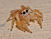 Pale Jumping Spider