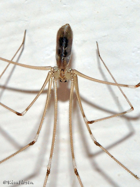 Longbodied Cellar Spider