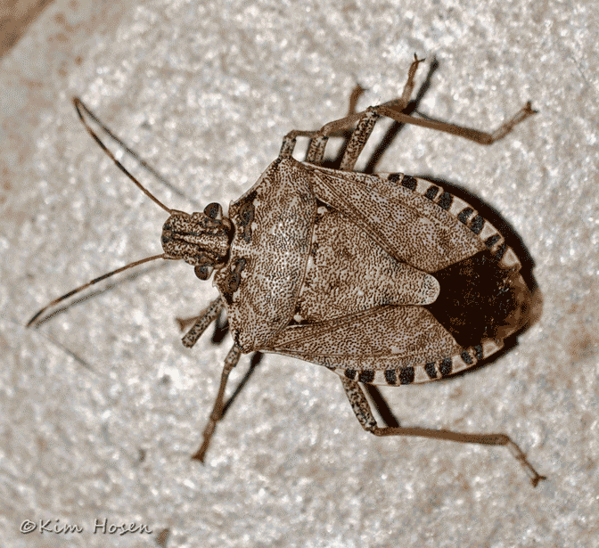 Brown Marmorated Stink Bug 